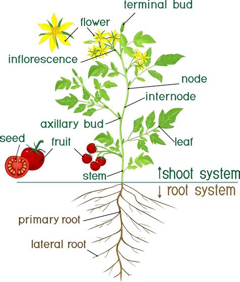 Everything You Need To Know About The Morphology Of Flowering Plants Youth Ki Awaaz