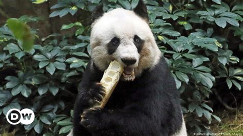 Worlds Oldest Captive Giant Panda Dies Dw 10162016