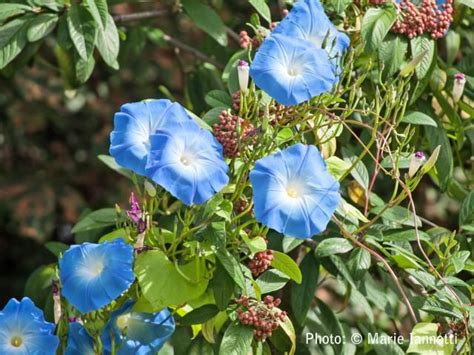 While it takes time for most perennial. 10 Best Annual Flowering Vines for Your Garden | Flowering ...