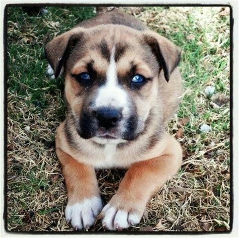 Pitbull Husky Mix Boxer Dog Puppy I Love Dogs Cute Animals