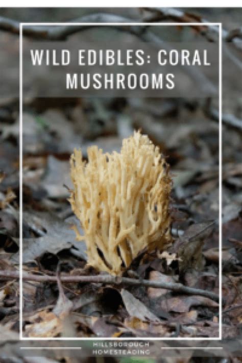 Wild Edibles Coral Mushrooms