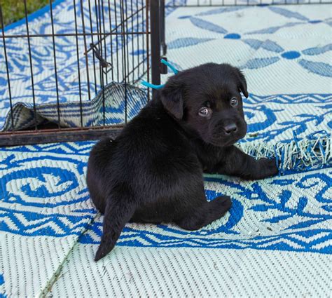 Browse cute pups for sale listed near you. Amazing Black Lab Puppies 1 - Black Lab Puppies For Sale ...
