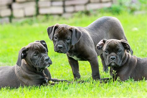 4 Recommended Best Large Dog Breeds With Gentle Nature