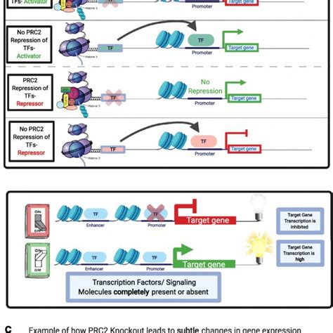 Prc2 Mediated Feed Forward Control Of Transcription Factors And
