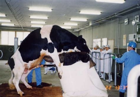10 Dairy Facts The Industry Doesn T Want You To Know
