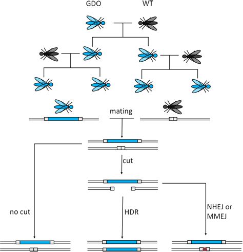 Mechanism Of Crisprcas9 Based Gene Drives A Gene Drive Organism