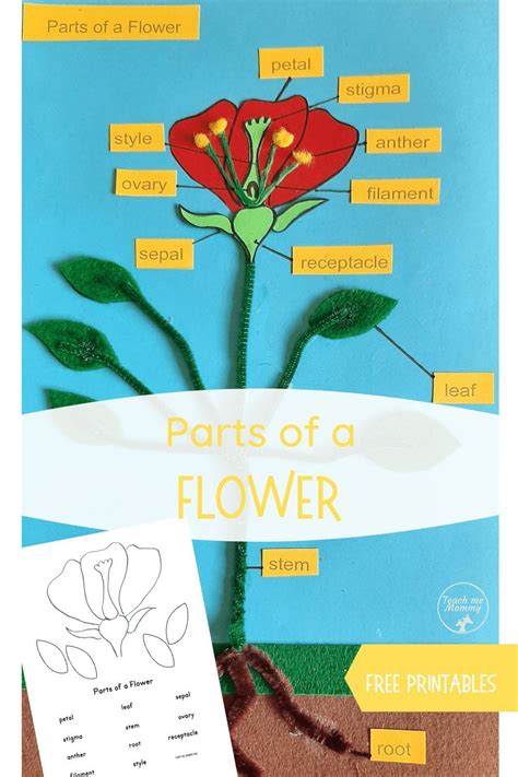 Parts Of A Flower Activity For Kindergarten