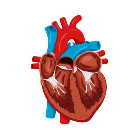 Inside Human Heart Illustrations Royalty Free Vector Graphics And Clip