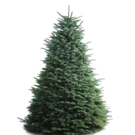 6 7 Ft Noble Fir Real Christmas Tree In The Fresh Christmas Trees