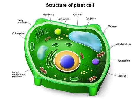 Role Of Plastids In Plant Cell Pagestronic Provide Latest News And