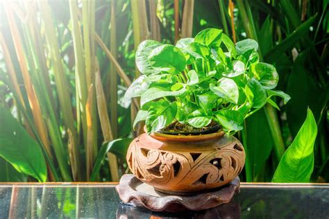 Vine House Plants 5 Best Indoor Vine Plants For Diwali Home Decoration