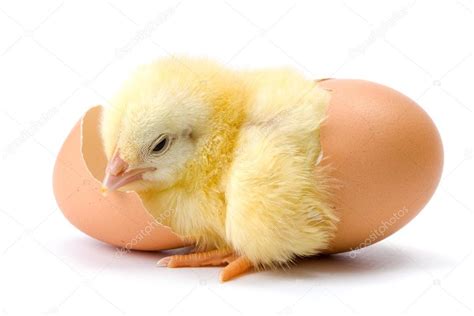 We've heard of a hen taking 25 days to hatch an egg but that is unusual. Pollo amarillo de eclosión del huevo — Foto de stock ...