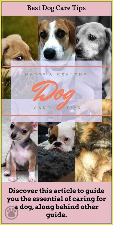 Pin On Dog Care Tips