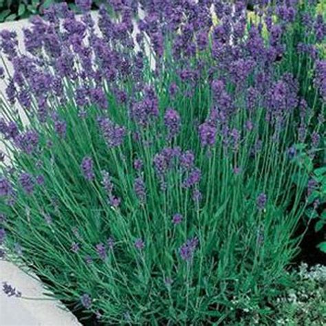 Lavender Munstead Dwarf 300 Seeds Lavandula Angustifolia