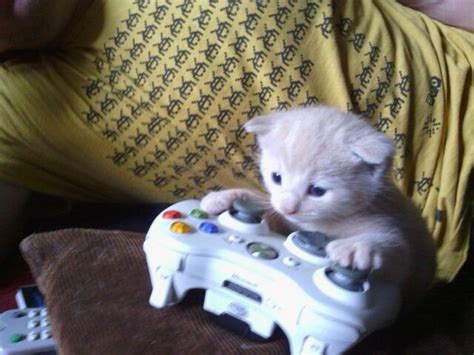 Kitten Chilling With Some Xbox Imgur Gamer Cat Cats And Kittens