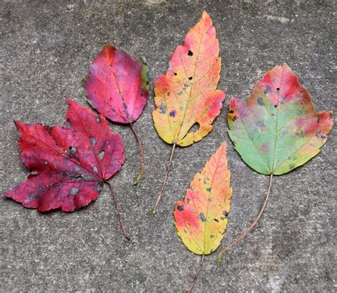 Using Georgia Native Plants A Fall Profile Maples