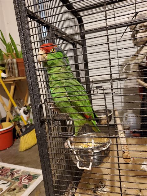 Amazon Parrot Red Crowned Amazon Parrot Birds For Sale Price