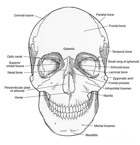 Illustration Of Anterior Skull Photograph By Science Source