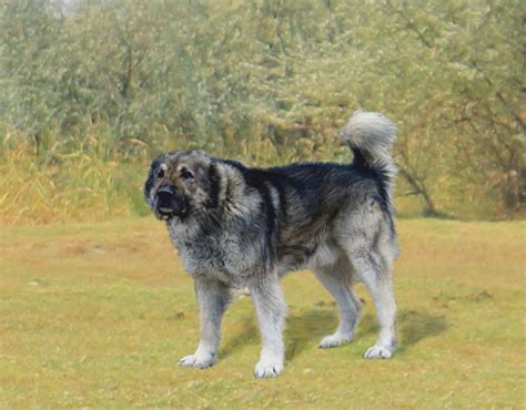 Армянский волкодав — порода крупных собак. » Породы собак