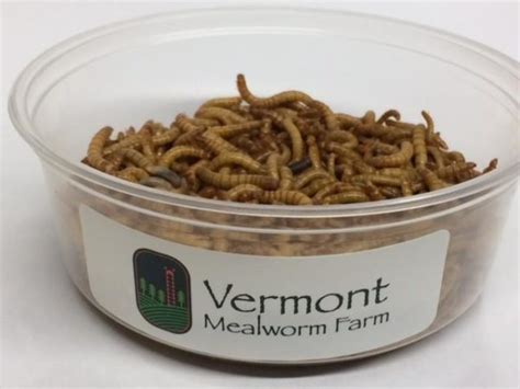 5000 Mealworms Vermont Mealworm Farm