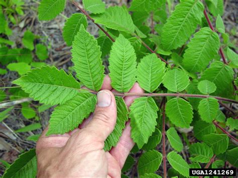 Yours is barely making it past 12:00 before looping back to 7:30; false poison sumac, Rhus michauxii (Sapindales ...
