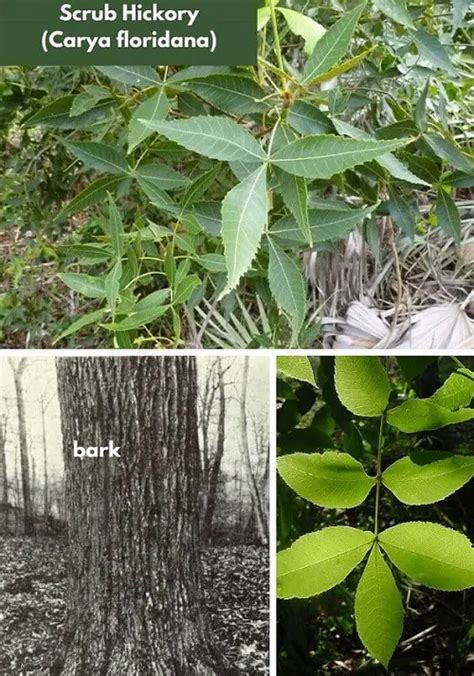 12 Types Of Hickory Trees Leaves Bark And Nuts Pat Garden
