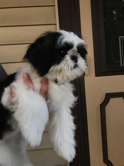 They are super chill, give lots of love, and love to cuddle. Shih Tzu Puppies For Sale | Milwaukee, WI #225149