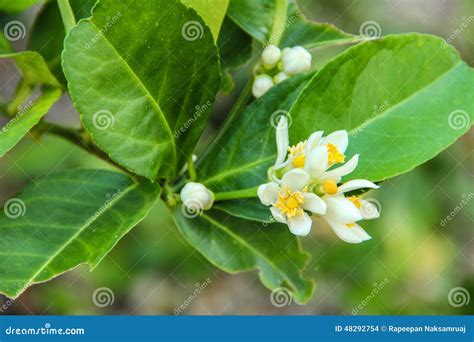 Lemon Flower Stock Photo Image Of Lemon Agriculture 48292754