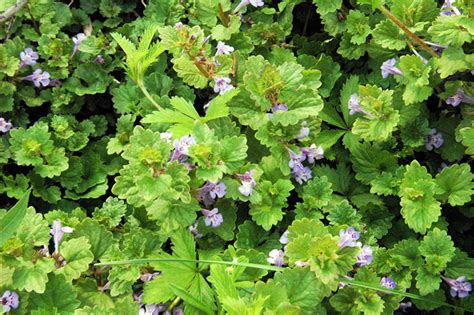 Of turfgrass affected with creeping charlie weeds. Creeping Charlie: How to Get Rid of Ground Ivy | Epic ...