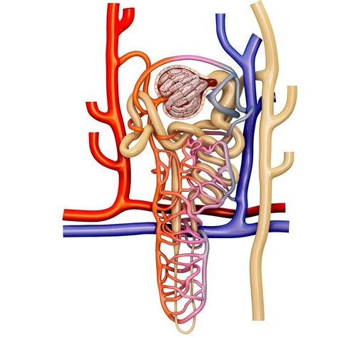 Nephron Structure In A Kidney Bild Kaufen 12403094 Science Photo