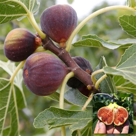 Potted Ficus Brown Turkey Stunning Deciduous Fig Fruit Tree 20 30cm