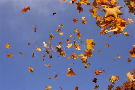 Falling Maple Leaves Stock Image Image Of Sunny Blue 11620057