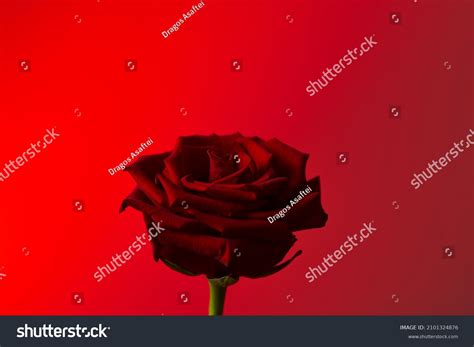 Red Rose Symbol Love Romance Detail Stock Photo 2101324876 Shutterstock