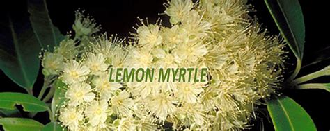 Lemon Myrtle Slider Australian Essential Oils