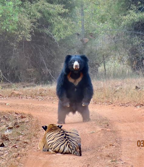 Best Bengal Tiger Images On Pholder Nature Is Fucking Lit