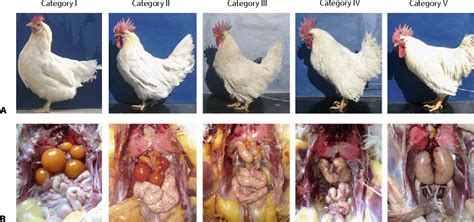 Figure 1 From Degree Of Sex Differentiation Of Genetic Female Chicken Treated With Different