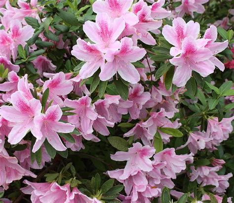 Free shipping on orders over $35. Azalea japonica, azalée de jardin : plantation, taille et ...