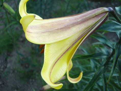 Bandd Lilies Garden Blog Color Differences In Seed Grown Trumpet Lilies
