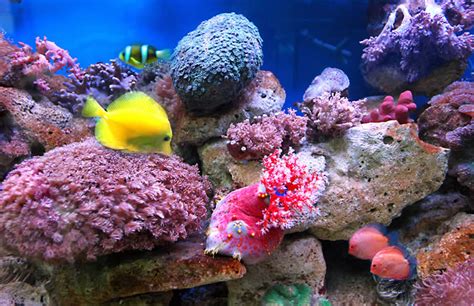 Sea Life Images Beautiful Cool Wallpapers