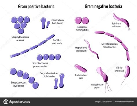 Bacilos Gram Negativos Y Cocos Gram Positivos