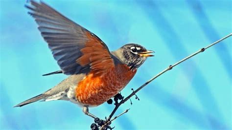 Connecticuts State Bird And Flower Are The American Robin And Kalmia