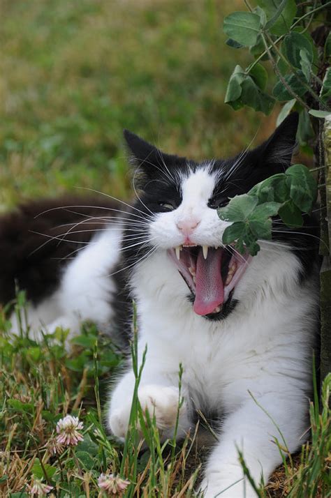 Cat Yawning Photograph By Bonnie Sue Rauch