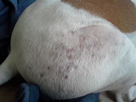 Common Skin Problems With Pit Bulls Acne Spot Treatment Coupon