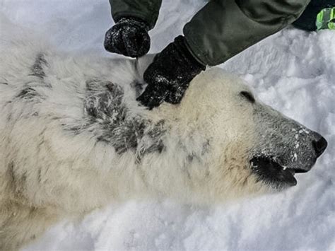 A Polar Bear S Skin Is Black Its Fur Is Actually Clear But Like Snow It