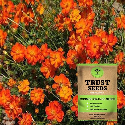 Trustbasket Premium Flower Cosmos Orange Seeds Open Pollinated Sow