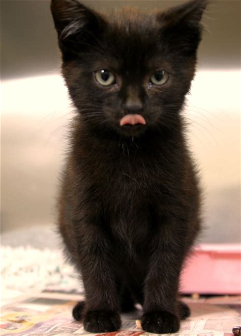 Kusky furniture protectors from cats 14 pack cat scratch deter tape 10 pcs 18 l 12 w 4 20 6 anti couch guards for leather sofa corner chair door walls mattress etc. Welcome to Armagh Branch Cats Protection