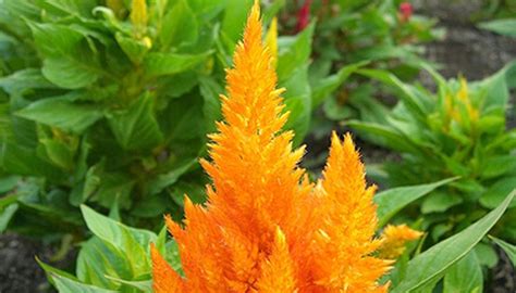Wat zijn de kenmerken van de deep purple®? How to Care for Celosia | Garden Guides