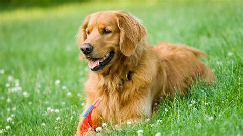 Top 10 Breeds Of Best Dogs For Kids Indian Motherhood And Parenting