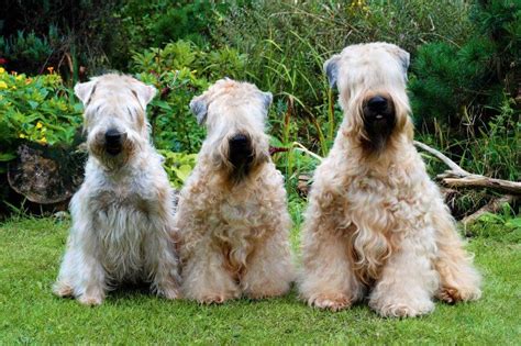 native dog breeds  ireland     irelands  breeds