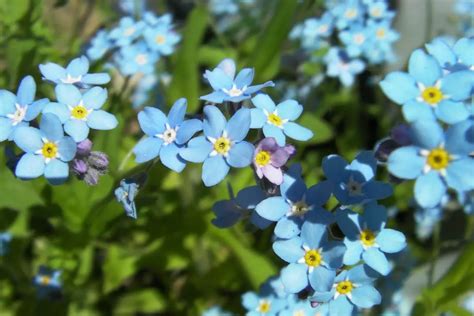 22 Lovely Baby Blue Flowers Including Pictures Naturallist